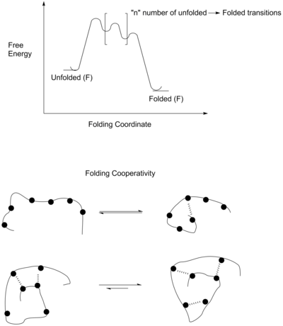 Free energy diagram of the folding of a foldamer.