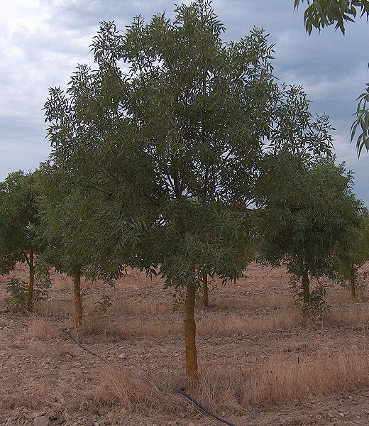 File:Fraxinus angustifolia g1.jpg