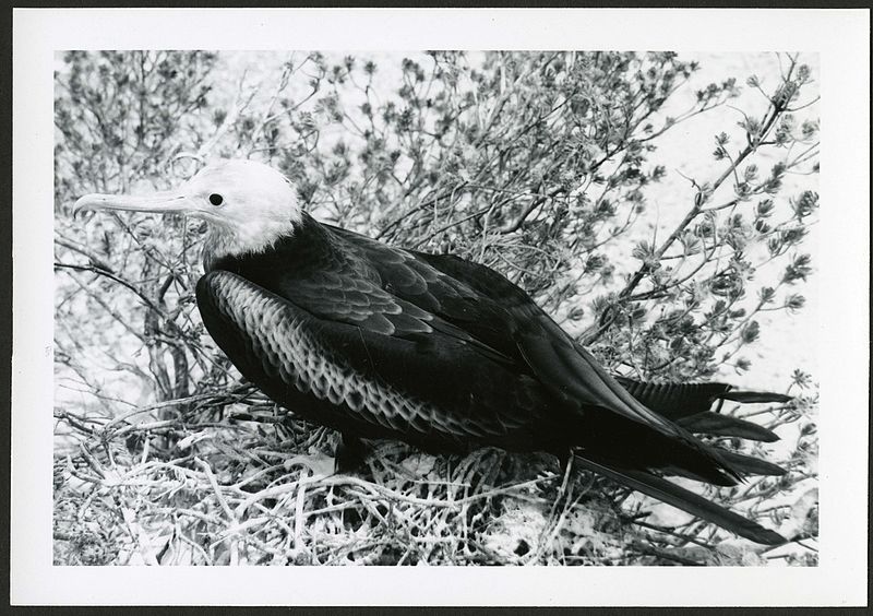 File:Fregata minor (Great Frigatebird) 140 days old, on Christmas Island (Kiritimati), Kiribati, 1967. (9392657967).jpg