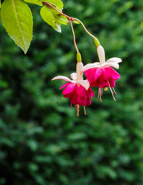 File:Fuchsia 'Violetkoningin' 01.jpg