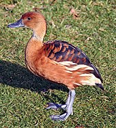 Long legs enable the duck to stand erect and walk without waddling. Fulvous whistling duck.JPG