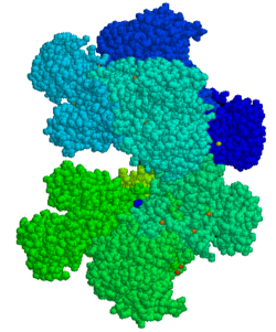 G6PD - 3D structure - PDB1qki.png