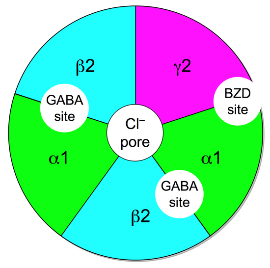 Schematic diagram of a GABAA receptor protein ((α1)2(β2)2(γ2)) which illustrates the five combined subunits that form the protein, the chloride (Cl−) ion channel pore, the two GABA active binding sites at the α1 and β2 interfaces, and the benzodiazepine (BZD) allosteric binding site[15]