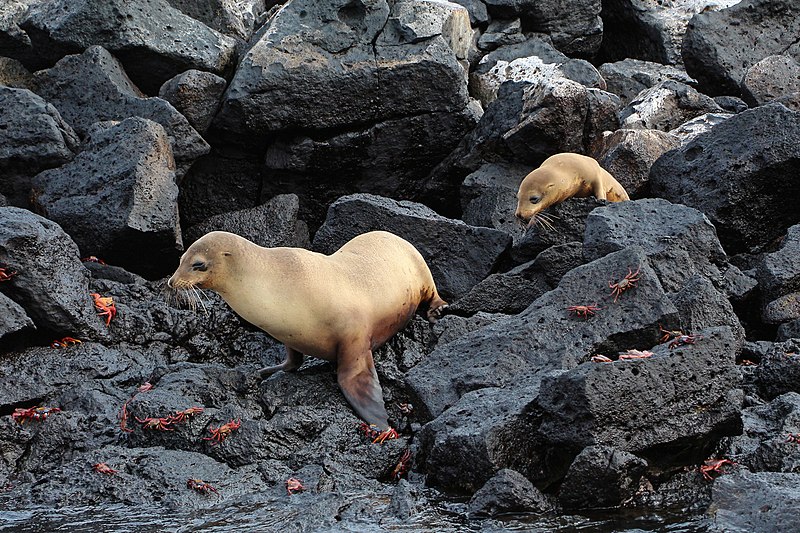 File:Galápagos sea lions, Santa Fe Island 01.jpg