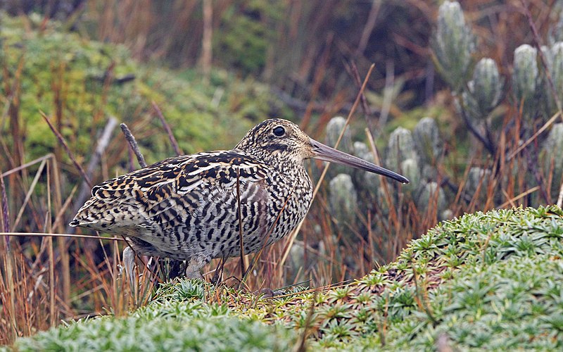 File:Gallinago jamesoni, Quijos, Ecuador 11.jpg