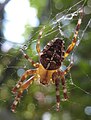 European garden spider