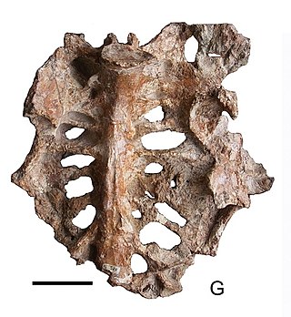 <i>Gargantuavis</i> Extinct genus of birds