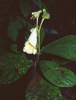 <i>Gasteranthus</i> Genus of flowering plants