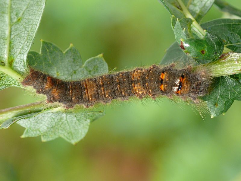 File:Gastropacha quercifolia 06 (HS).jpg