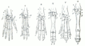Diagram of the hand skeleton showing homologous bones in various animals. Gegenbaur, Carl Grundzüge der vergleichenden Anatomie. 2. umgearb. Auflage. Mit 319 Holzschnitten. Leipzig, Verl. von Wilhelm Engelmann, 1870. 892 pp. fig. 223. p. 692. I Man. II Dog. III Pig. IV Cow. V Tapir. VI Horse. r — Radius. u — Ulna. a — Scaphoid. b — Lunare. c — Triquetrum. d — Trapezium. e — Trapezoid. f — Capitatum. g — Hamatum. p — Pisiforme.