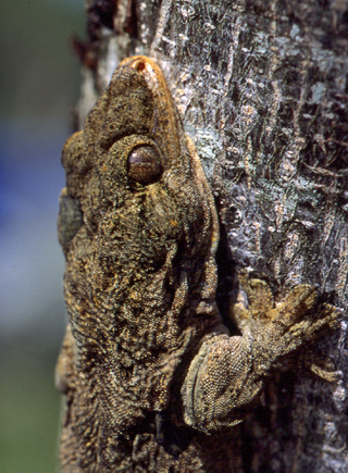 <i>Gehyra georgpotthasti</i> Species of lizard