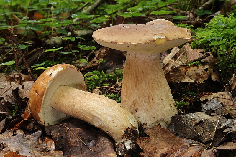 File:Gemeine Steinpilz (Boletus edulis).JPG