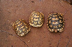 Three baby leopard tortoises
