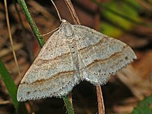 Geometridae - Мезотип parallelolineata.JPG