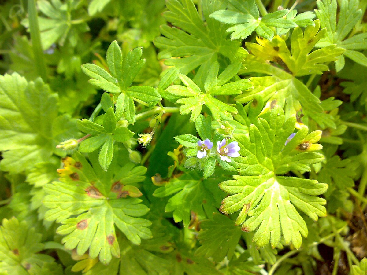 Герань маленькая (Geranium pusillum l.)