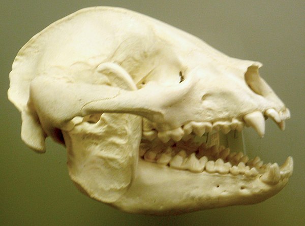 The skull of a giant panda at the Smithsonian Museum of Natural History