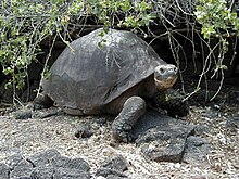 Tartaruga gigante delle Galápagos