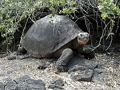 Giant Tortoise.jpg