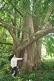 Japanse notenboom in Doornik (België), geplant rond 1766