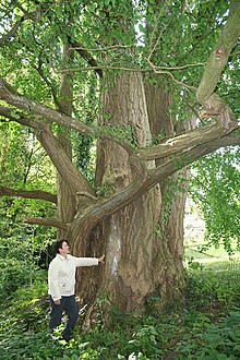 Ginkgo biloba in Tournai, Belgium