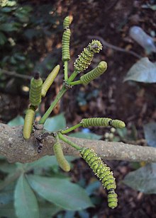 Gnetum latifolium var. פונקציה Markgr. 01.jpg