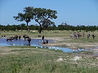 Gnus cebras parque nacional de chobe.jpg