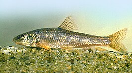 Gobio carpathicus