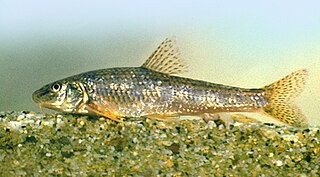 <span class="mw-page-title-main">Carpathian gudgeon</span> Species of fish