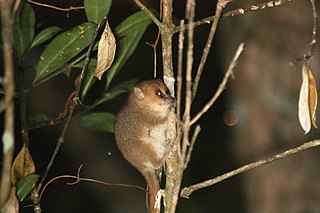 <span class="mw-page-title-main">Goodman's mouse lemur</span> Species of mammal