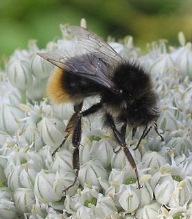 Bombus ruderarius