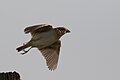 Grasshopper Sparrow Pawnee National Grasslands CO 2018-06-06 17-33-21 (40892558283).jpg