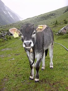 Tyrolean Grey calf in the Pitz Valley in Tyrol. Grauviehkalb.jpg