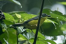 Серо-золотая певчая птица - Южный Эквадор S4E8591 (23040933926) .jpg