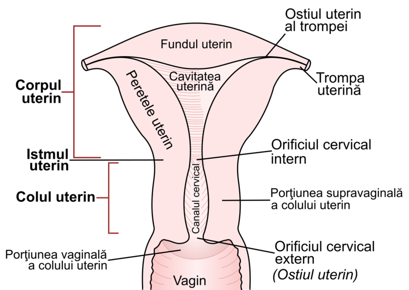 File:Gray1167 Ro. (morfologia uterului).png