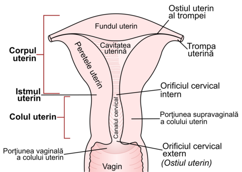 erecție în uter)