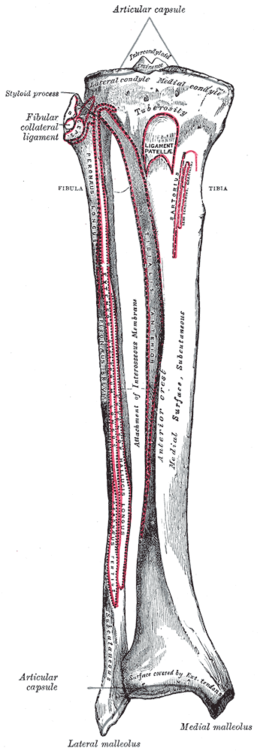 Weergave van de tibia (scheenbeen)