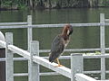 Green Heron