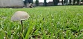 Green mushrooms2.jpg