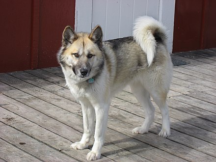 Greenland dog.