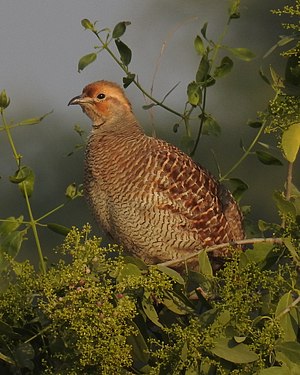 Grey Francolin Francolinus pondicerianus by Dr. Raju Kasambe DSCN6550 (5).jpg