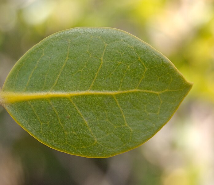 File:Grey Mangrove leaf - front.jpg