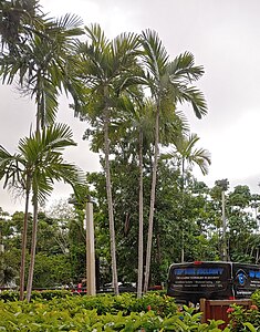 solitary palm tree