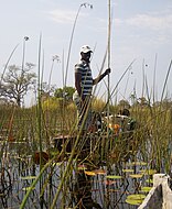Βαρκάρης της φυλής Χαμπουκούσου (Hambukushu) με το κοντάρι του μακόρο (makoro) του, στα νερά του Δέλτα.
