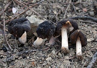 <i>Gyromitra anthracobia</i> Species of fungus