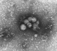 HCV particles.jpg