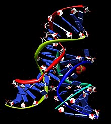 A representation of the 3D structure of the hairpin ribozyme. Hairpin-ribozyme-crystal-structure-UR0109.jpg