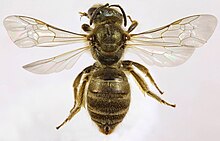 Halictus tumulorum женски, Bagillt, Северен Уелс, юли 2016 г. 3 - Flickr - janetgraham84.jpg