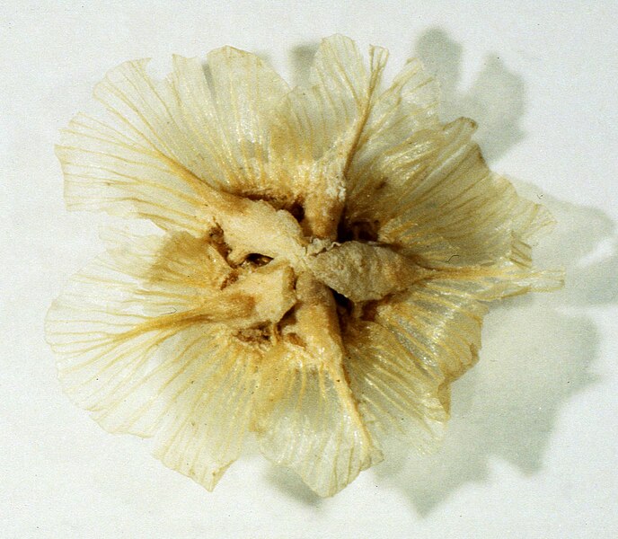 File:Halothamnus iliensis fruit 3.JPG