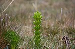 Miniatura para Gentianella thyrsoidea