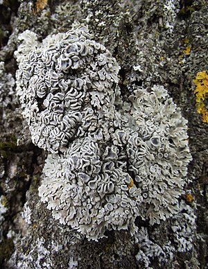 Physconia distorta on Fraxinus excelsior bark.